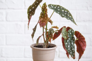 Lire la suite à propos de l’article Begonia maculata : secrets de culture d&rsquo;une plante d’intérieur remarquable